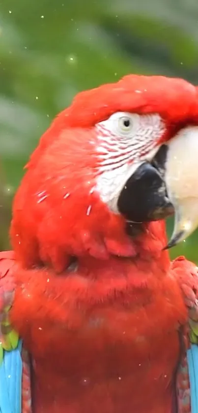 Vivid red macaw perched in a lush green setting, ideal for mobile wallpaper.