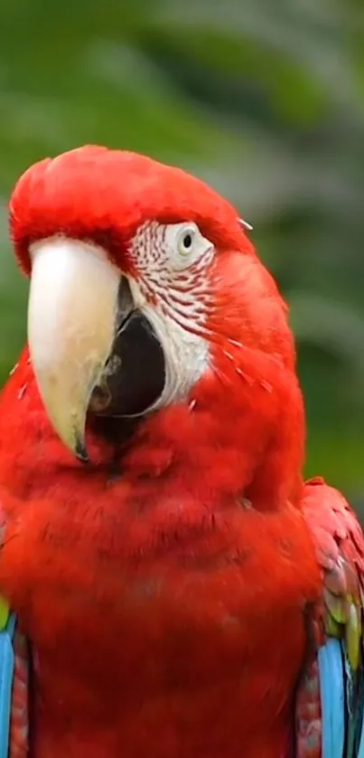 Red parrot with vibrant feathers against green background.