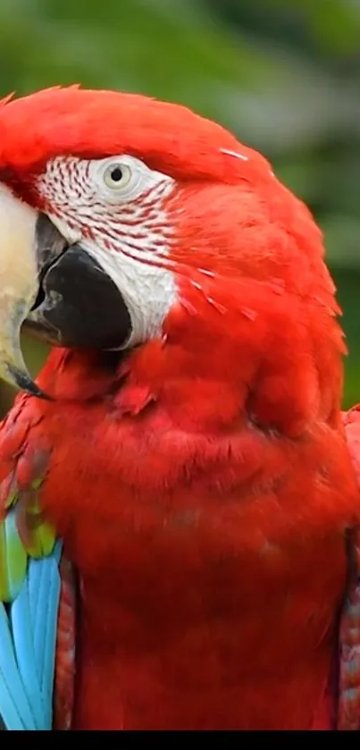 Vivid parrot with red and green plumage, perfect for a lively background.