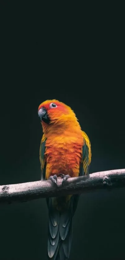 Vibrant parrot perched on a branch with a dark green background.