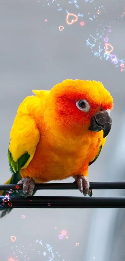 Colorful parrot with orange feathers close-up.