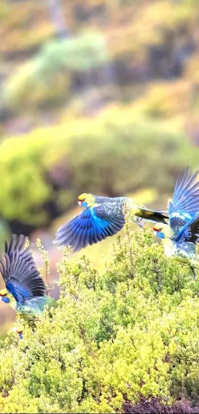 Three parrots with vibrant plumage flying over green foliage.