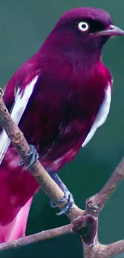 Vivid pink bird perched on branches with a contrasting black background.