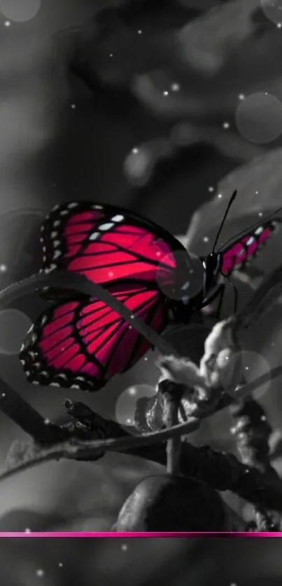 Stunning pink butterfly on monochrome background wallpaper.