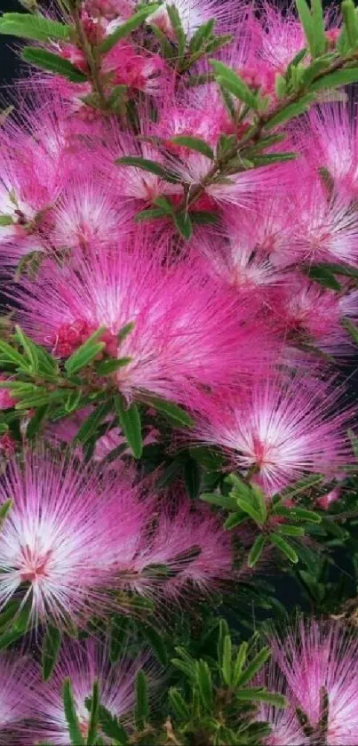 Vivid pink floral wallpaper with blossoms and greenery against a dark background.