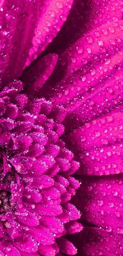 Bright pink flower with dewdrops on petals, close-up shot.