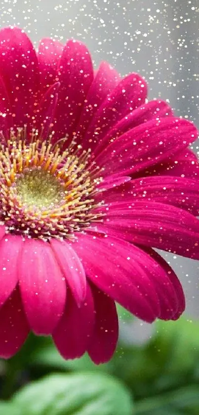 Vivid pink flower close-up with green leaves.