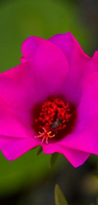 Vivid pink flower with red center on mobile wallpaper.