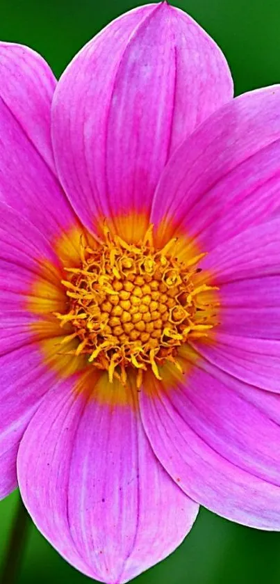 Pink flower with green backdrop, vibrant and vivid for phone wallpaper.