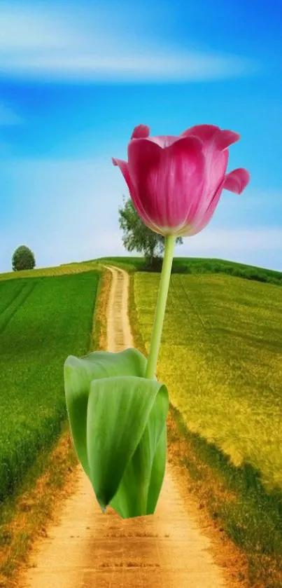 Vibrant pink tulip on a grassy countryside path with blue sky.