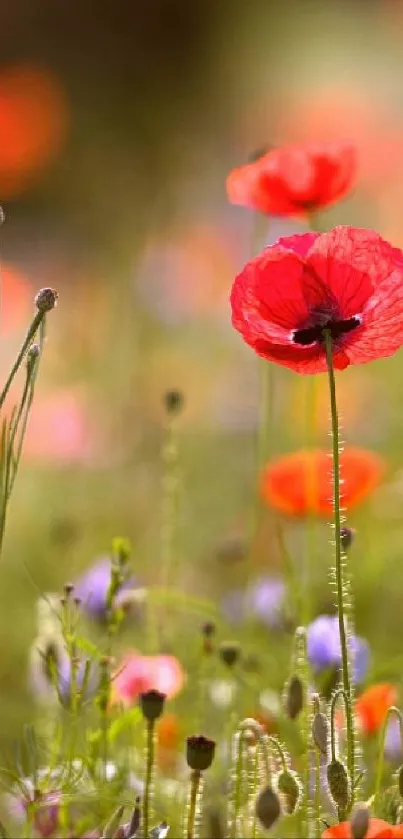 Vibrant red poppy flowers in a lush field, perfect for a nature-themed wallpaper.