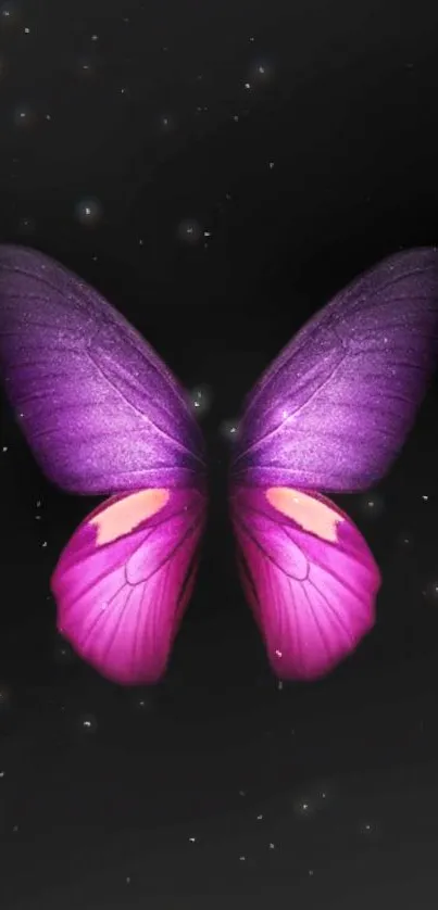 Purple butterfly on dark background, elegant and vivid design.