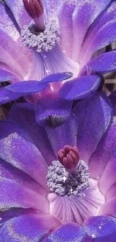 Close-up of vibrant purple flowers with intricate petal details.