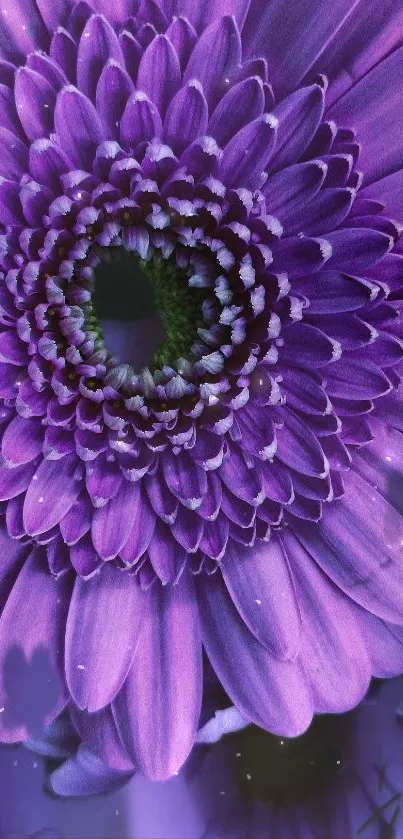 Vivid purple flower with intricate petals.