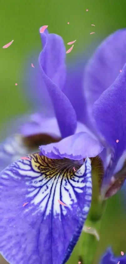 Purple iris flower close-up with vibrant petals and green background.