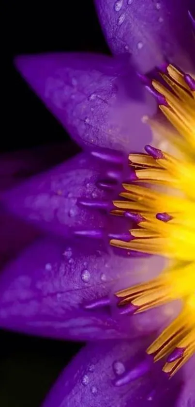 Close-up of purple lotus petals with yellow center.