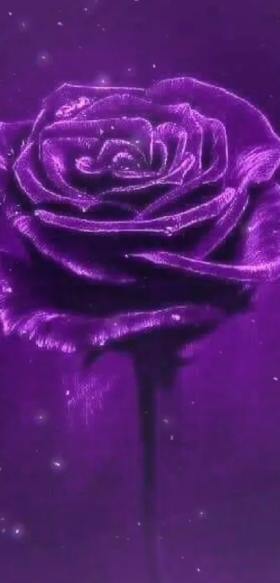 Vivid purple rose with a dark background.