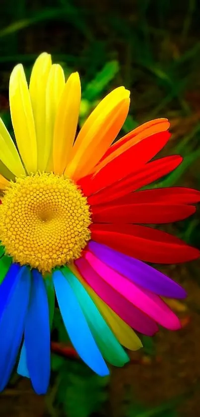 Vivid rainbow flower with vibrant colors on green background.