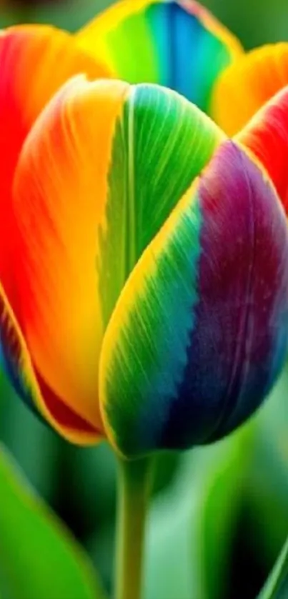 Vibrant rainbow-colored tulip in full bloom.