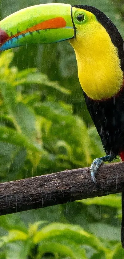 A colorful toucan in a lush rainforest setting.