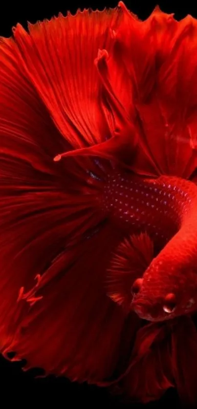 Vivid red Betta fish with flowing fins on a mobile wallpaper.