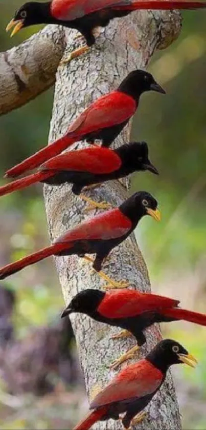 Red birds on branch with green background in mobile wallpaper.