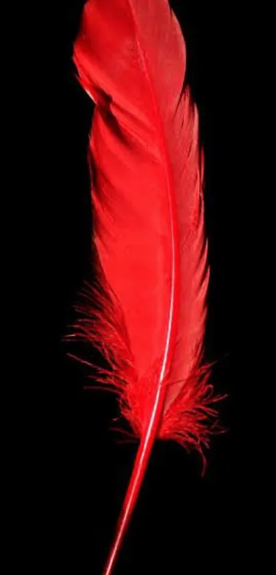 Vivid red feather on a black background wallpaper.