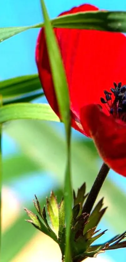 Vivid red flower surrounded by greenery with a clear blue sky.