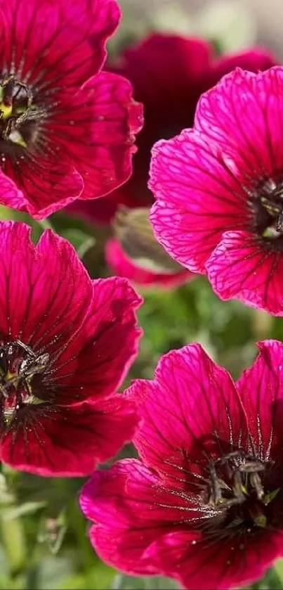 Vivid crimson geranium flowers in bloom, capturing nature's vividness.