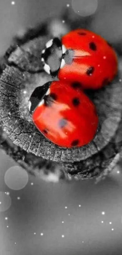 Vivid red ladybugs on monochrome wood.