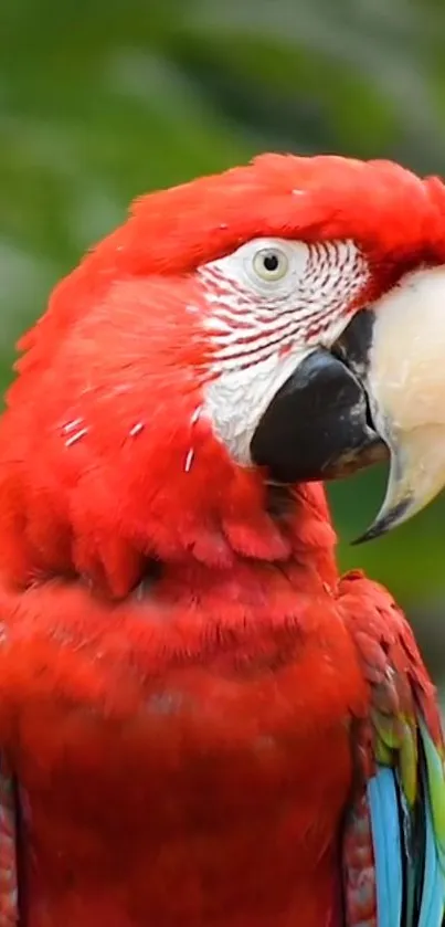 Vibrant red parrot mobile wallpaper with vivid green accents.