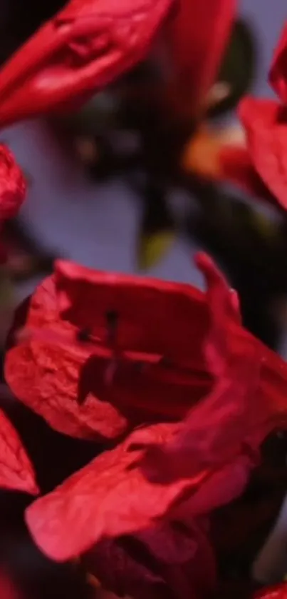 Close-up of vivid red petals on a flower, showcasing intricate textures.