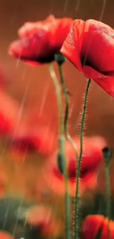 Vibrant red poppies under gentle rain create an elegant wallpaper.