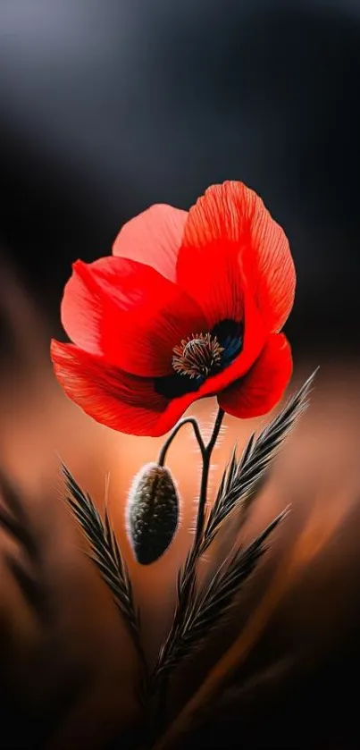 Vibrant red poppy with blurred background