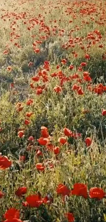 Mobile wallpaper of a vibrant red poppy field.