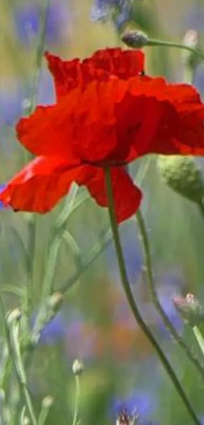 Vibrant red poppy amidst green grass and blue background.