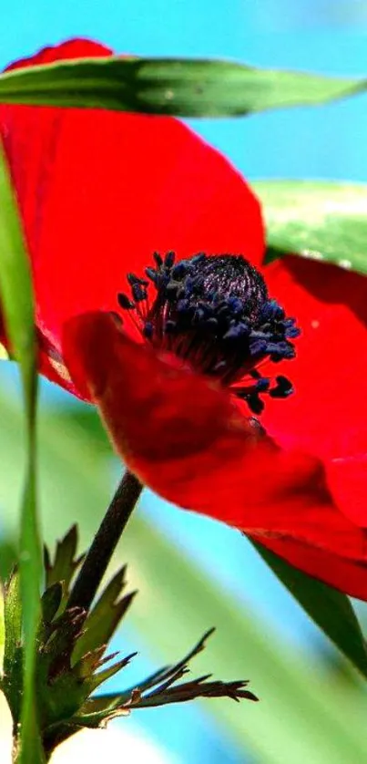 Vibrant red poppy with lush green leaves.