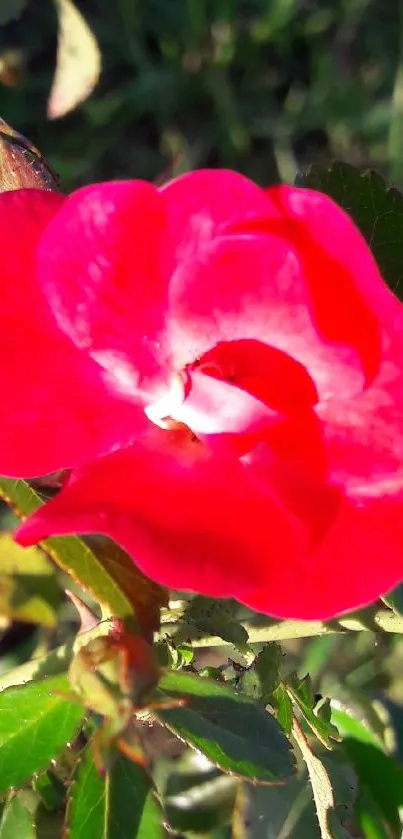 Mobile wallpaper featuring a vivid red rose in full bloom.