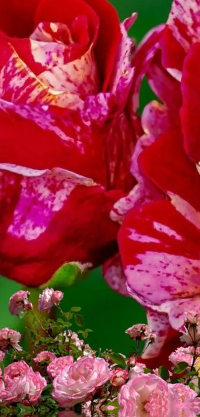 Close-up of vibrant red and pink roses with green leaves.