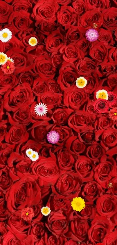 Red rose bouquet wallpaper with scattered daisies.