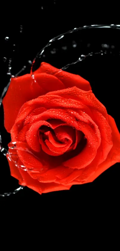 Red rose with water droplets on black background wallpaper.