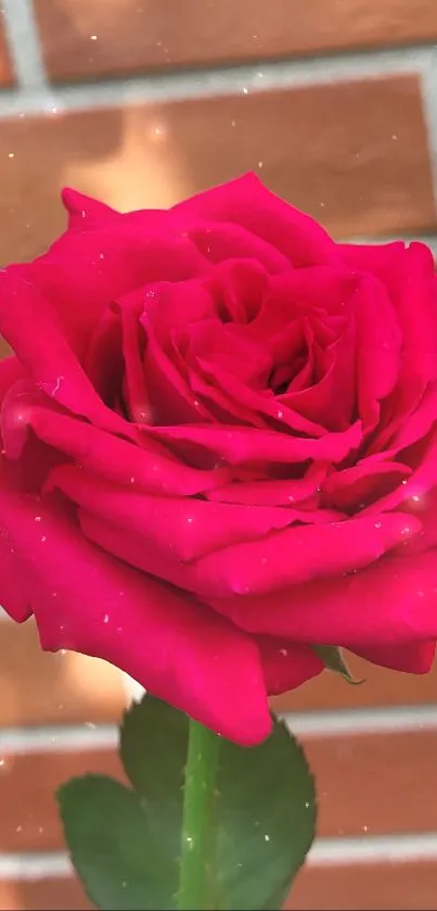 Vibrant red rose with a brick wall background.