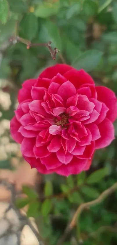 Vivid red rose with green leaves in sunlight.