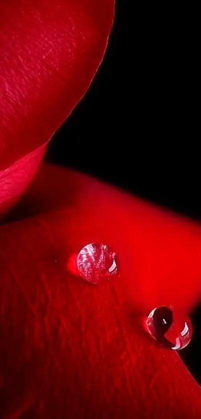 Deep red rose petals with droplets on black background.