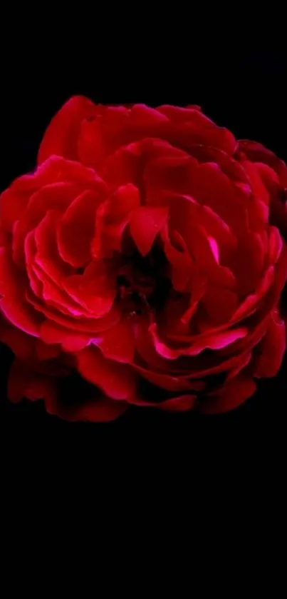 Elegant dark wallpaper with a vivid red rose centered.