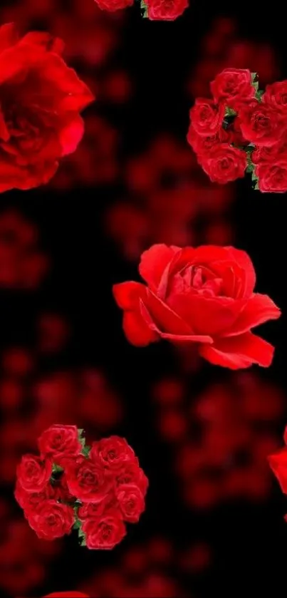 Vibrant red roses against a black backdrop.