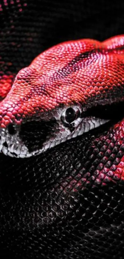 Vivid red snake with textured scales.