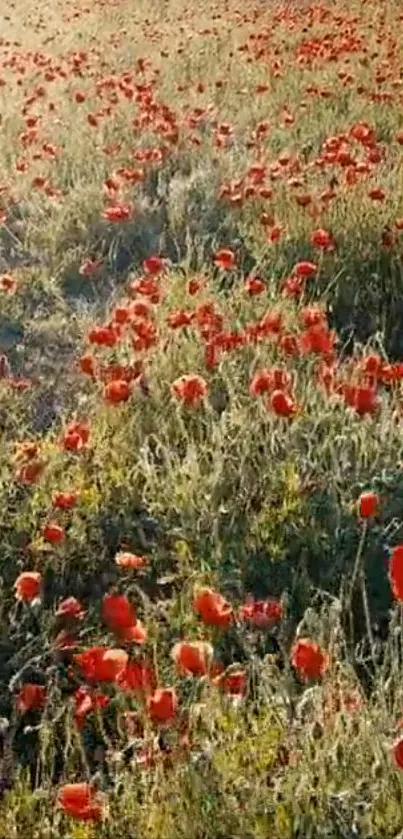 Vibrant field of red wildflowers under golden sunlight.