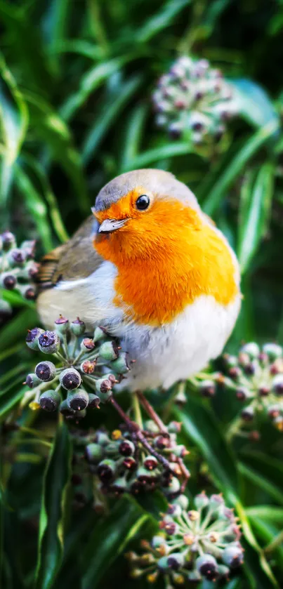 Colorful robin perched in lush green leaves wallpaper.