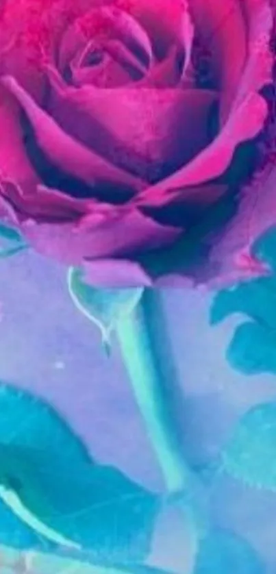 Vivid pink rose with teal background wallpaper.